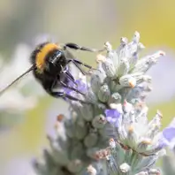 Eine Hummel sitzt auf einer Blume