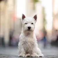 Ein junger West Highland White Terrier Hund sitzt in der Kölner Innenstadt